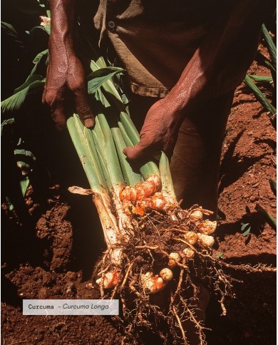 Filière CURCUMA Bio de Madagascar, Karandja laboratoire.