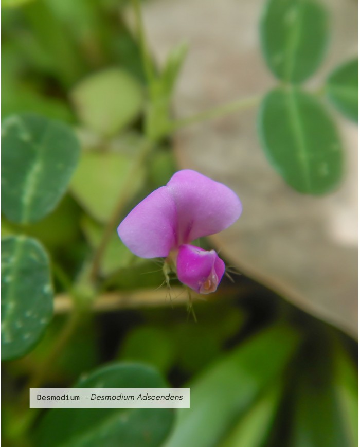Extrait de Plante Bio DESMODIUM