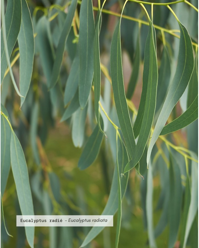 Huile essentielle bio EUCALYPTUS RADIE