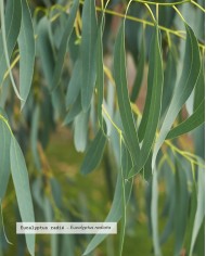 Huile essentielle bio EUCALYPTUS RADIE