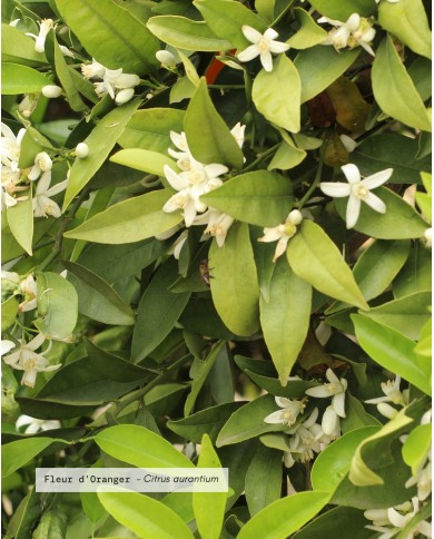 Eau florale bio FLEUR D’ORANGER