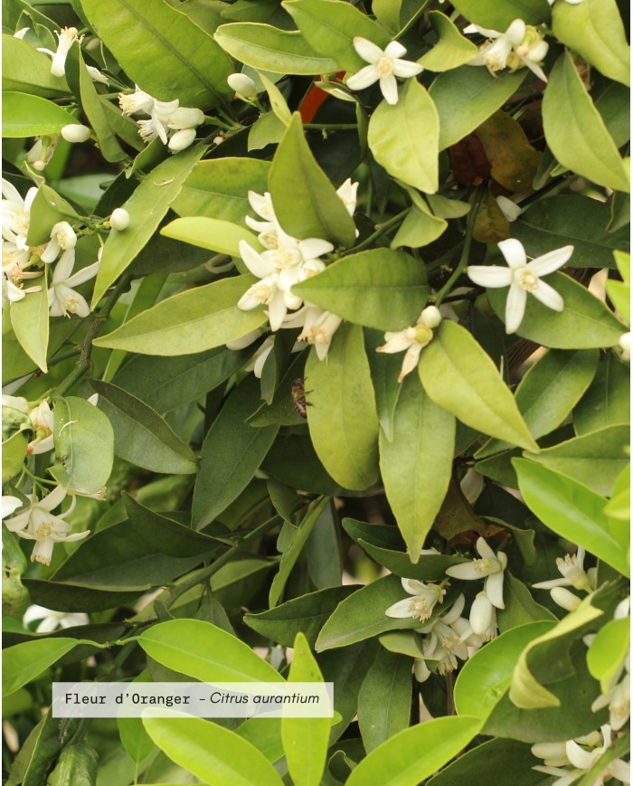 Eau florale bio FLEUR D’ORANGER