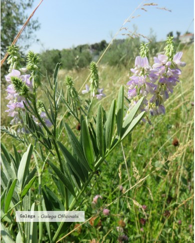 Extrait de plante Bio GALEGA