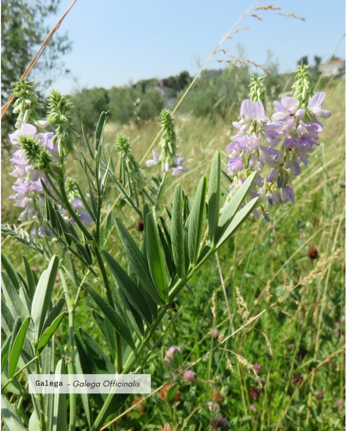 Extrait de plante Bio GALEGA
