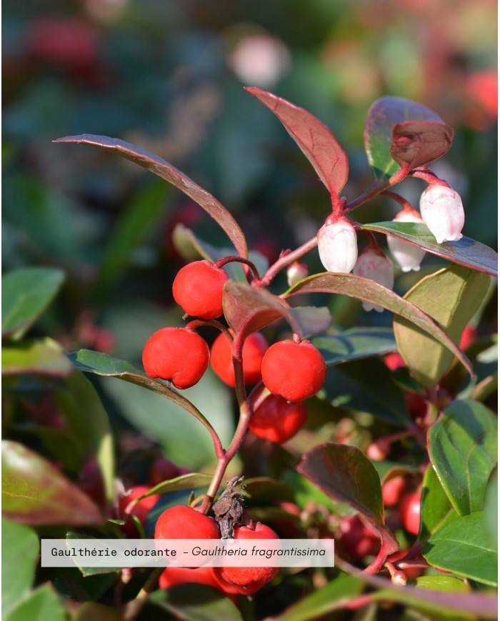 Huile essentielle bio GAULTHERIE ODORANTE