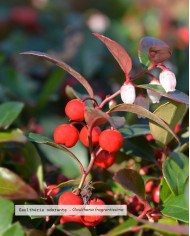 Huile essentielle bio GAULTHERIE ODORANTE