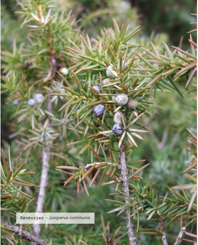 Eau florale bio GENEVRIER