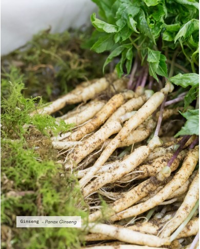 Extrait de Plante Bio GINSENG