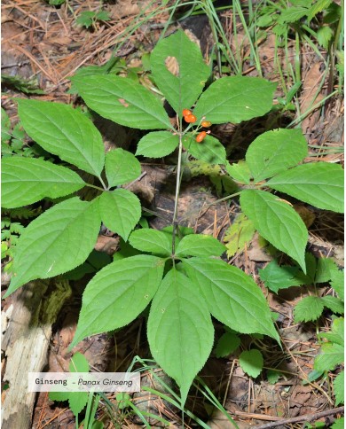 Extrait de Plante Bio GINSENG