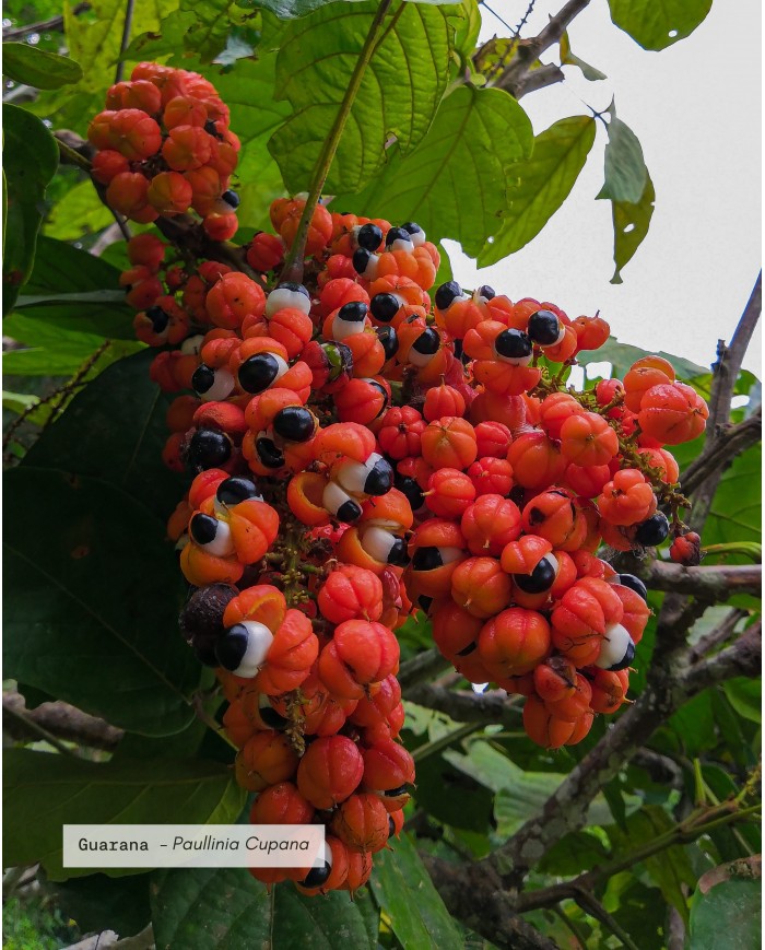 Extrait de Plante Bio GUARANA