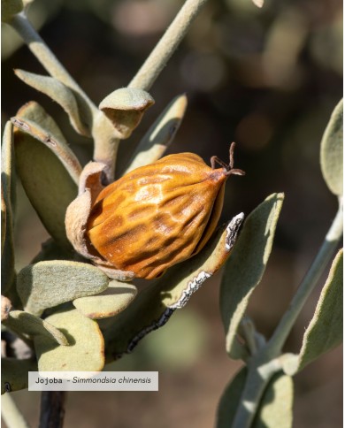 Huile végétale bio JOJOBA