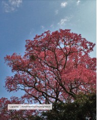 Extrait de plante Bio LAPACHO