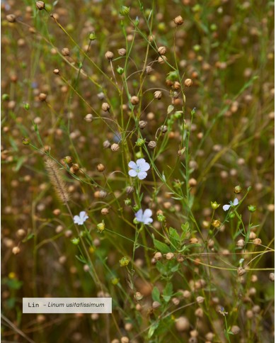 Huile végétale bio LIN