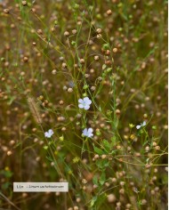 Huile végétale bio LIN