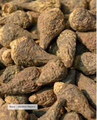 Extrait de plante Bio MACA