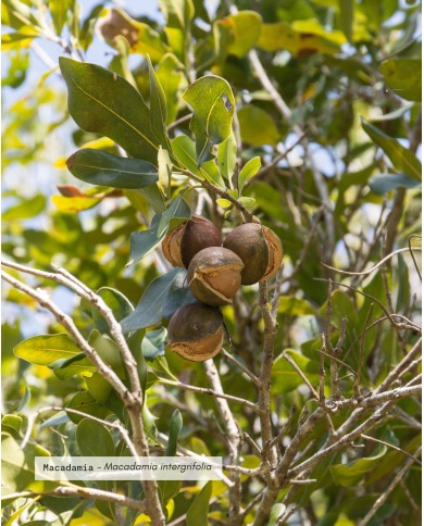 Huile végétale bio MACADAMIA