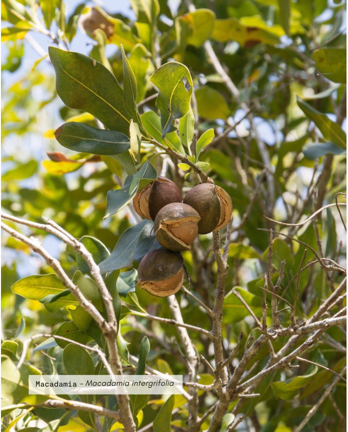 Huile végétale bio MACADAMIA