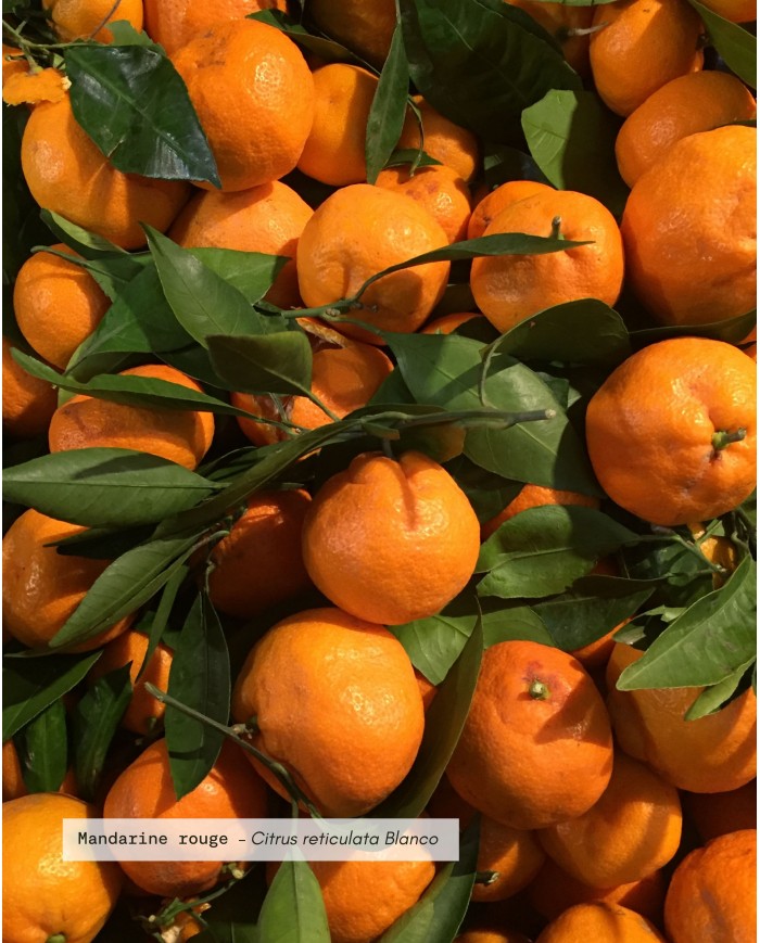 Huile essentielle bio MANDARINE ROUGE