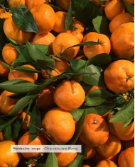 Huile essentielle bio MANDARINE ROUGE