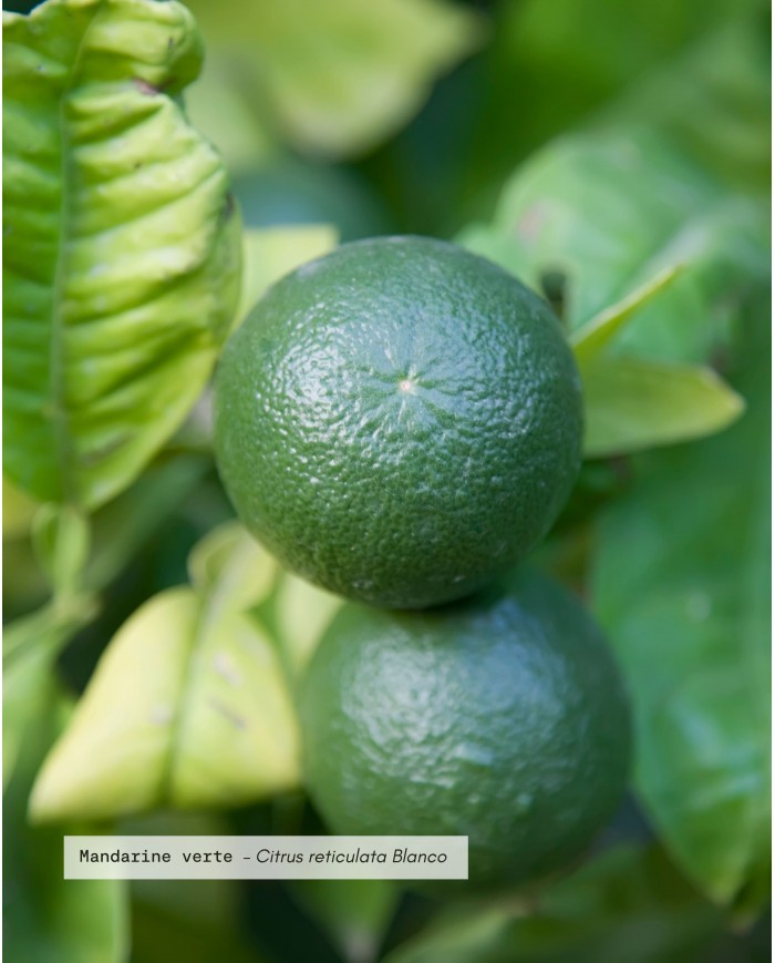 Huile essentielle bio MANDARINE VERTE