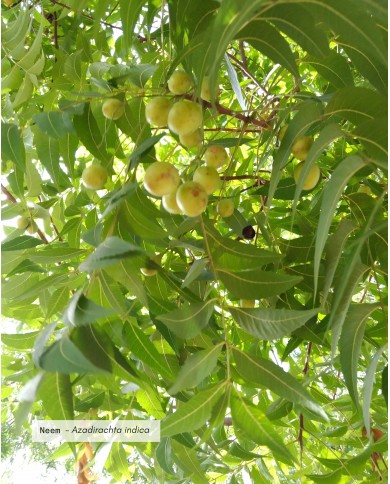 Huile végétale certifiée bio NEEM