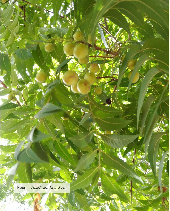 Huile végétale certifiée bio NEEM