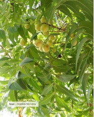 Huile végétale certifiée bio NEEM