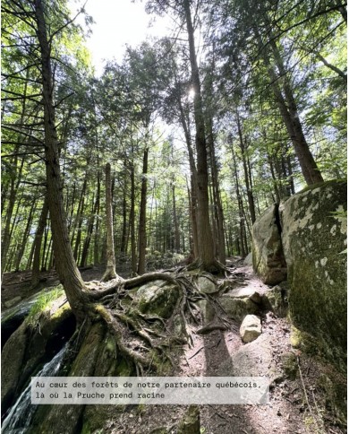 Forêt boréale PRUCHE Bio filière partenaire, origine Canada, Québec, Karandja laboratoire.