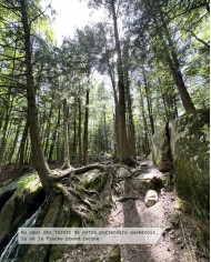 Huile essentielle bio PRUCHE