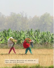 Huile essentielle bio CAMOMILLE MATRICAIRE