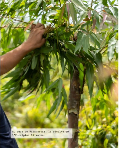 Filière EUCALYPTUS CITRONNE Bio origine Madagascar, Karandja laboratoire.