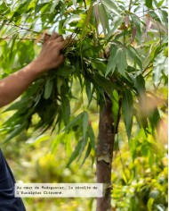 Huile essentielle bio EUCALYPTUS CITRONNÉ