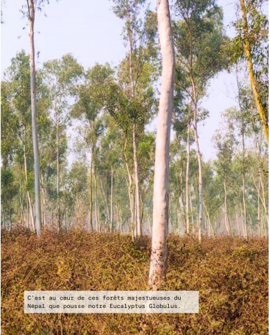 Filière partenaire EUCALYPTUS GLOBULUS Bio origine Madagascar, Karandja laboratoire.