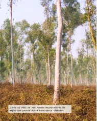 Huile essentielle bio EUCALYPTUS GLOBULUS