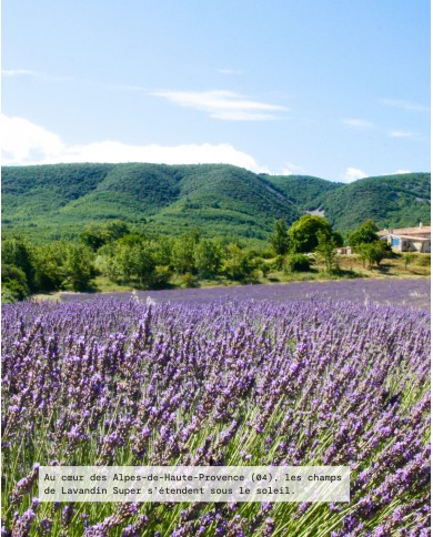 Filière LAVANDIN SUPER Bio origine France, Alpes-de-Haute-Provence, Karandja laboratoire.