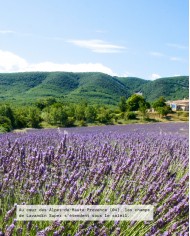 Huile essentielle bio LAVANDIN SUPER