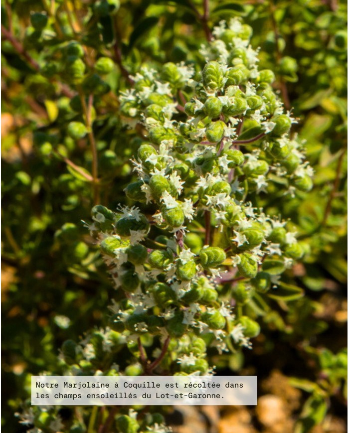 Huile essentielle bio MARJOLAINE À COQUILLE
