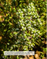 Huile essentielle bio MARJOLAINE À COQUILLE