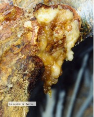 Huile essentielle bio MYRRHE