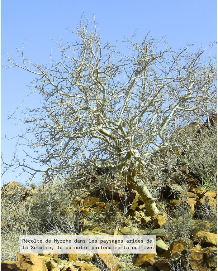 Huile essentielle bio MYRRHE