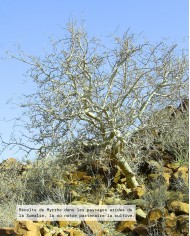 Huile essentielle bio MYRRHE