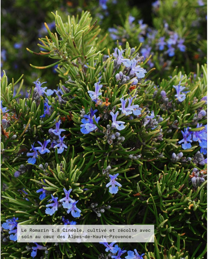 Huile essentielle bio ROMARIN 1,8 CINÉOLE