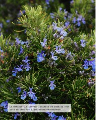 Huile essentielle bio ROMARIN 1,8 CINÉOLE