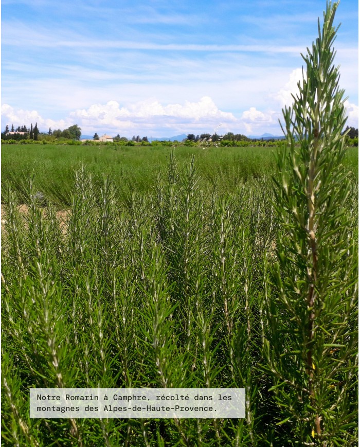 Huile essentielle bio ROMARIN À CAMPHRE
