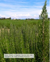 Huile essentielle bio ROMARIN À CAMPHRE