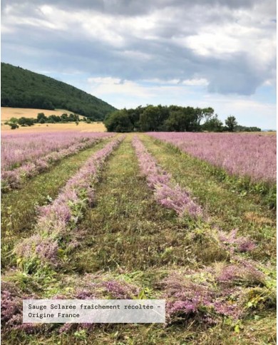 Filière Bio SAUGE SCLAREE, France - Vaucluse (84), Karandja laboratoire.