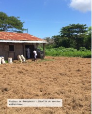 Huile essentielle bio VÉTIVER