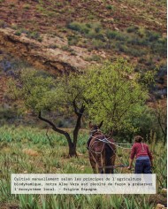 Macérât huileux bio ALOE VERA