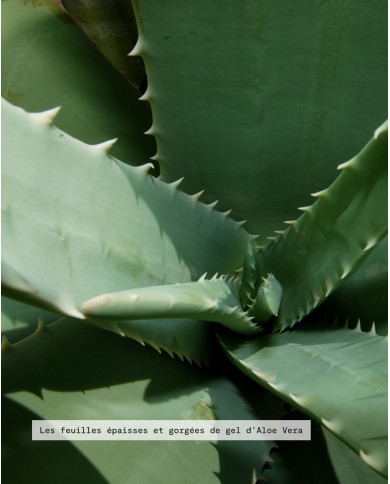 Macérât huileux bio ALOE VERA