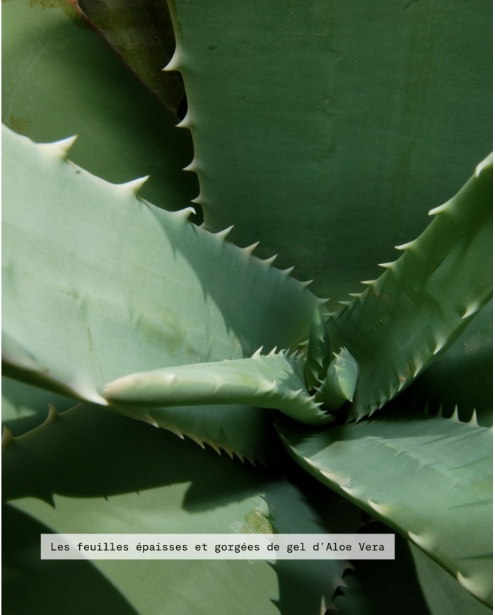 Extrait de Plante Bio ALOE VERA